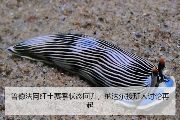 lu-de-fa-wang-hong-tu-sai-ji-zhuang-tai-hui-sheng-na-da-er-jie-ban-ren-tao-lun-zai-qi-2-605.jpg
